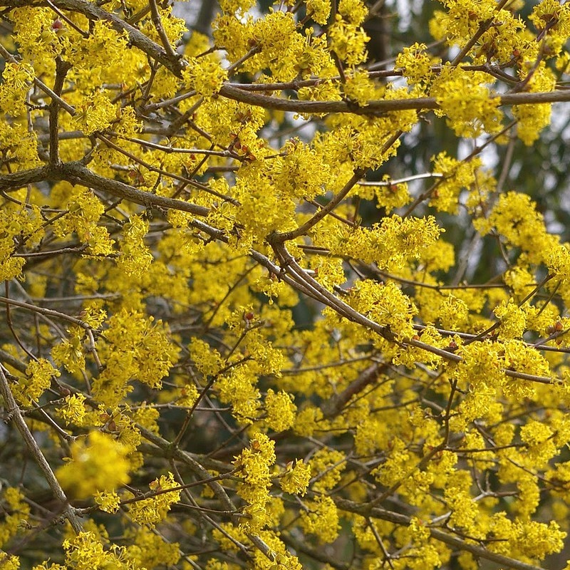 cornus mas cornouiller male fleurs